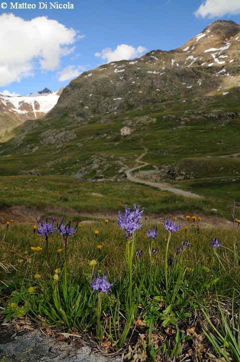 un po'' di flora dal Gavia